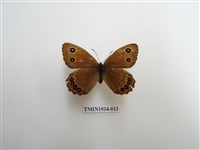 藏品(永澤蛇眼蝶)的圖片